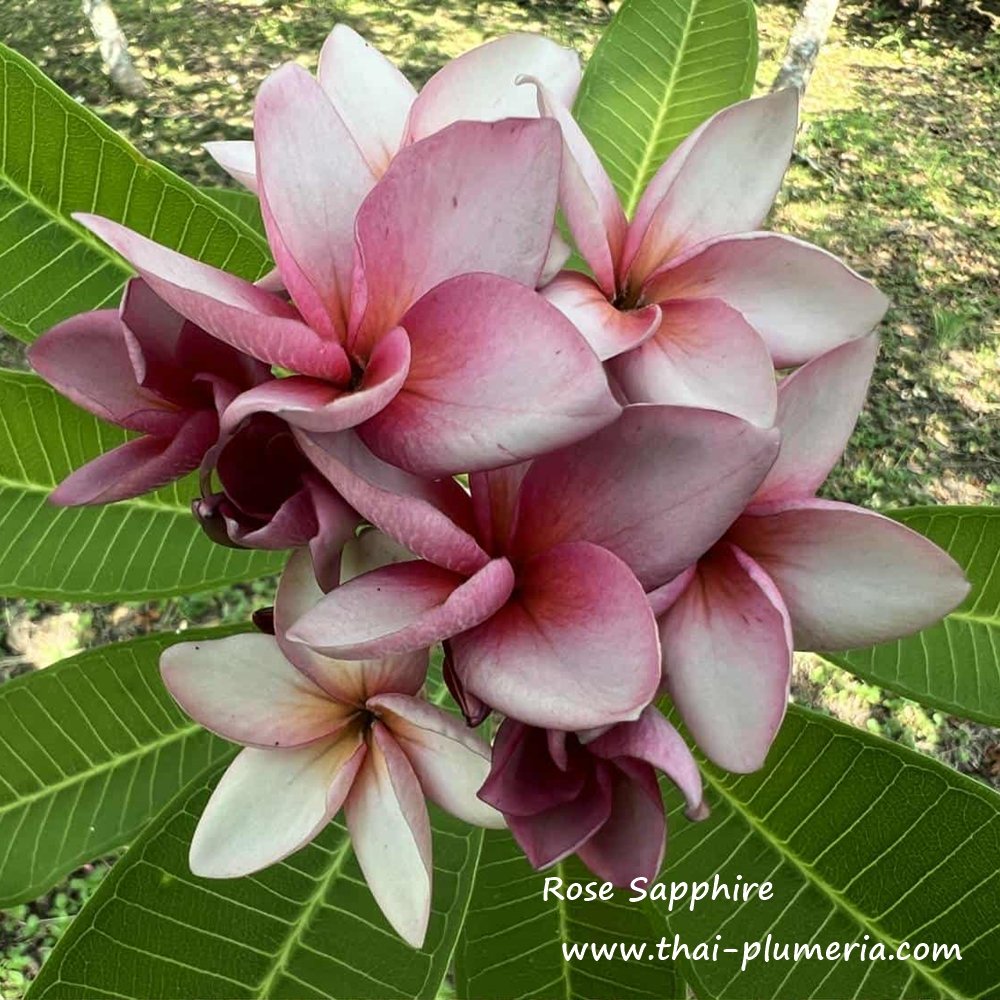 Plumeria plant ROSE SAPPHIRE