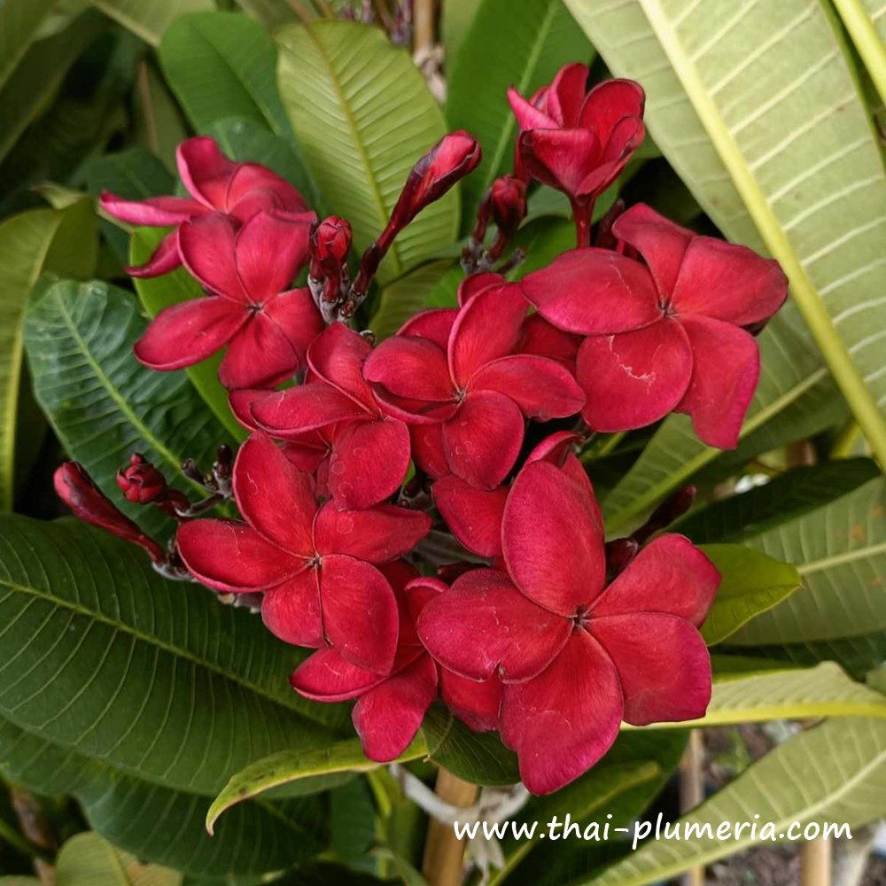 Plumeria plant RUBY RED