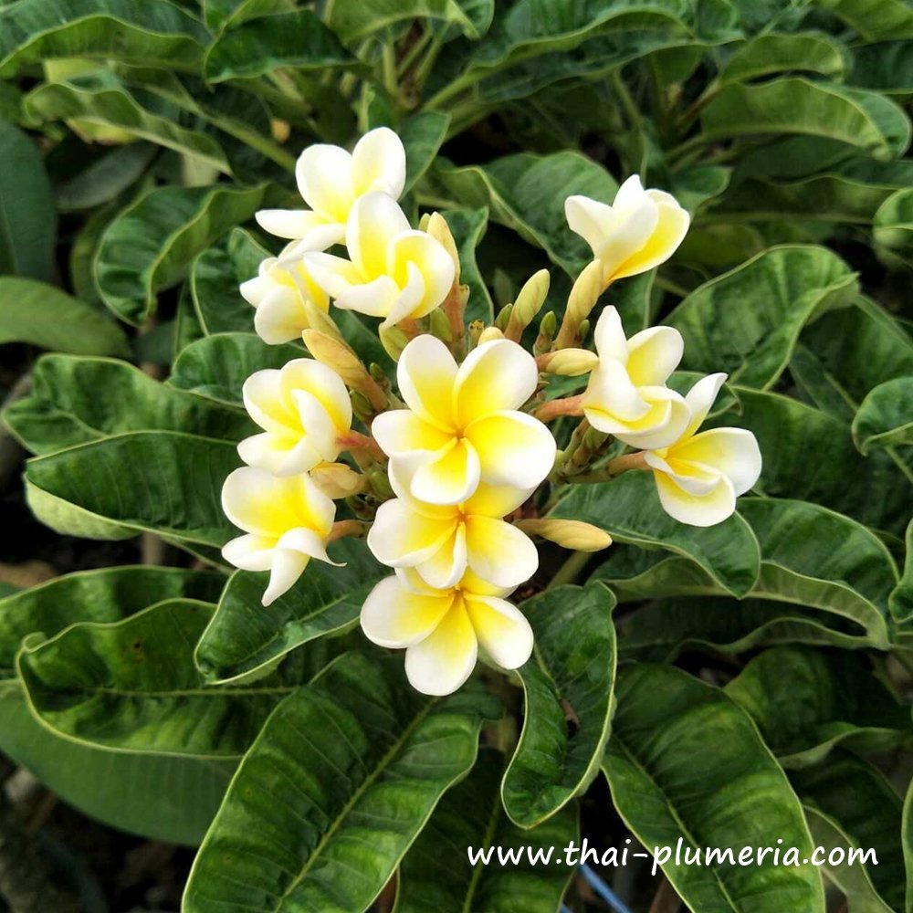 siam_yellow2.jpg?v=202405291424