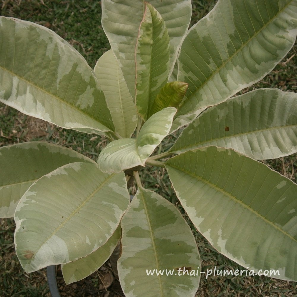 Variegated Plumeria SUKHOTHAI