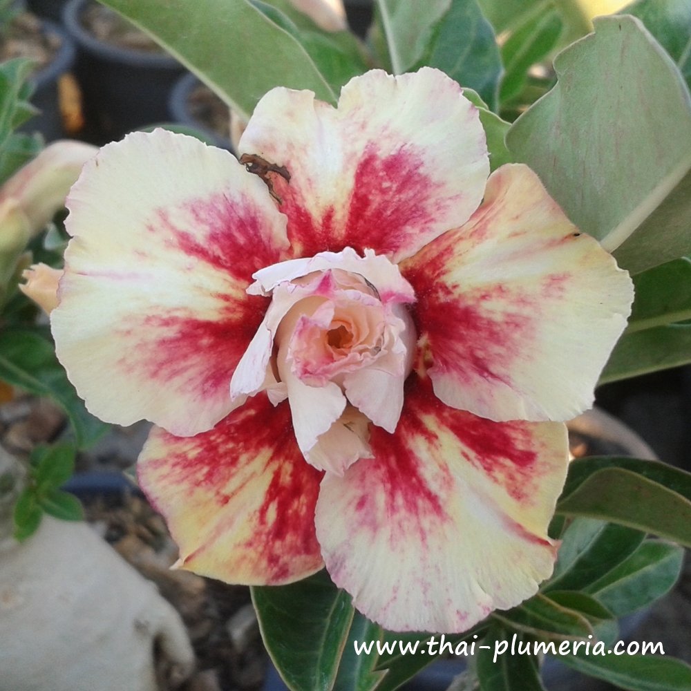 Adenium SUN HALO plant