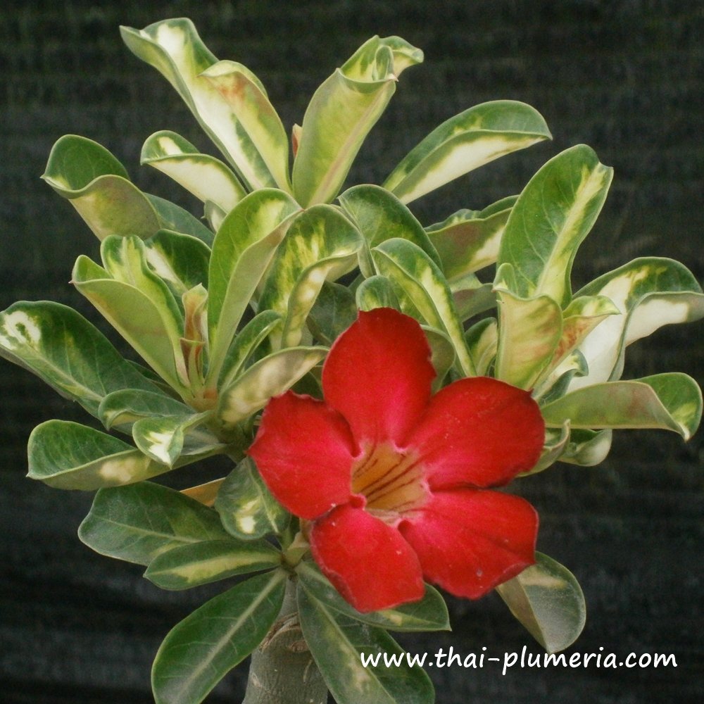 rhaphidophora megasperma variegata Rhaphidophora Megasperma Variegated