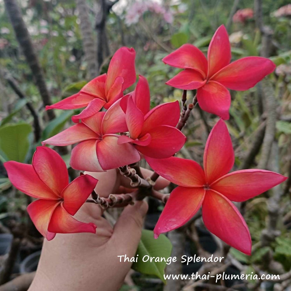 プルメリア 苗 苗木/カット苗/貴重品種Thai Orange Splendor