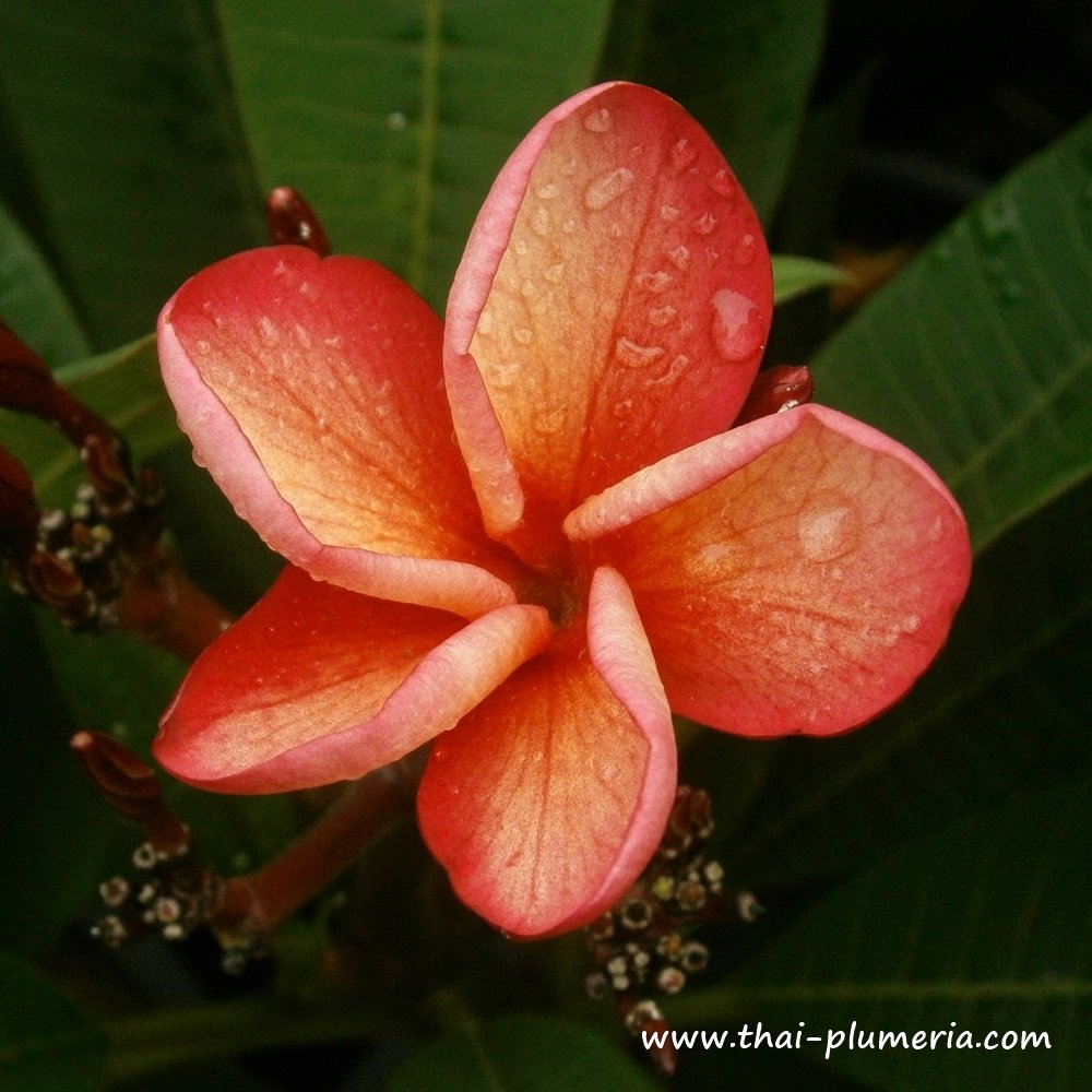 Plumeria plant THONG TAWEECHOKE