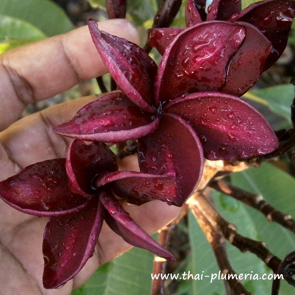 Plumeria plant WAH GOR