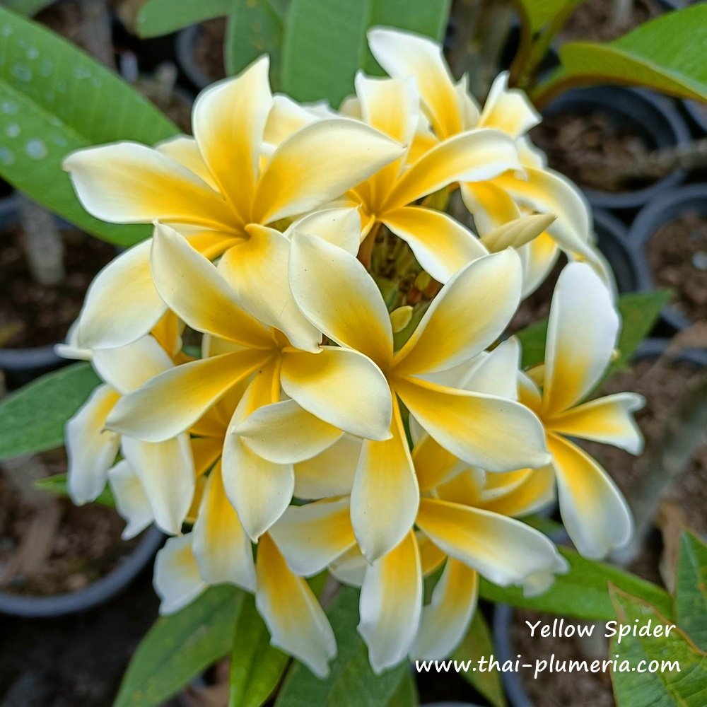 yellow_spider3.jpg?v=202405291424