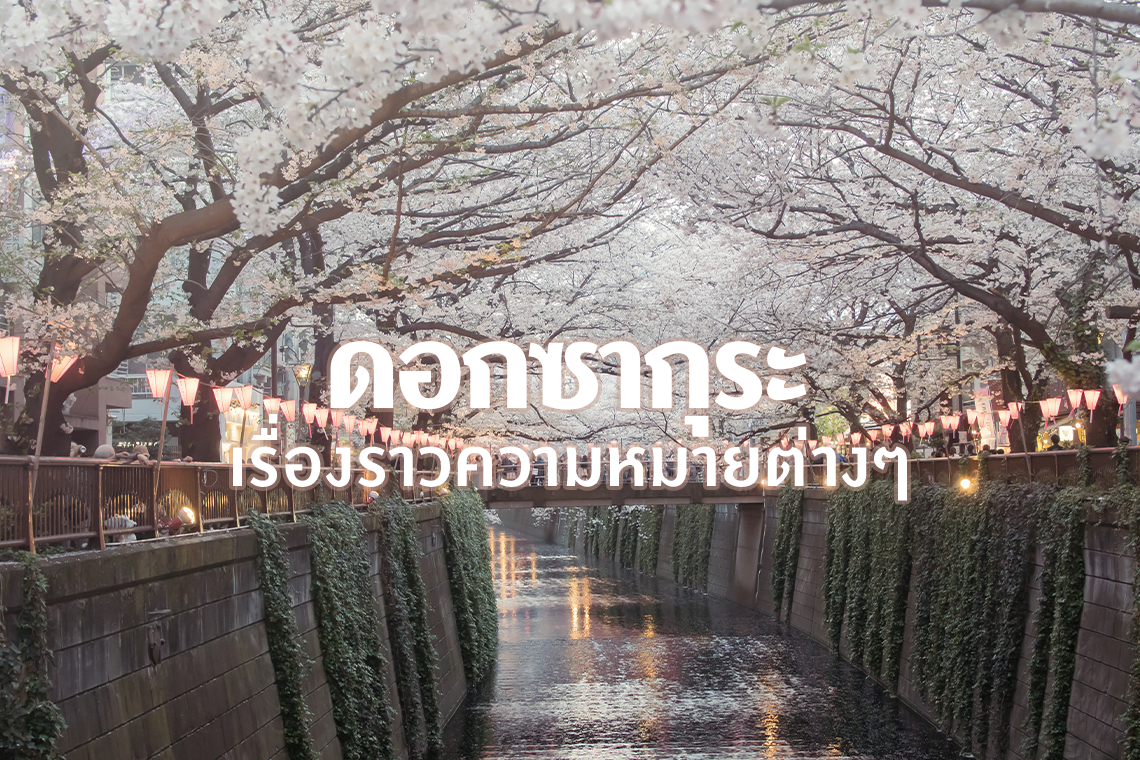 ดอกซากุระ เรื่องราวความหมายต่างๆ ดอกซากุระ เรื่องราวความหมายต่างๆ