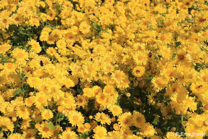 กลิ่นเก๊กฮวย(SC C11495) Chrysanthemum flavour