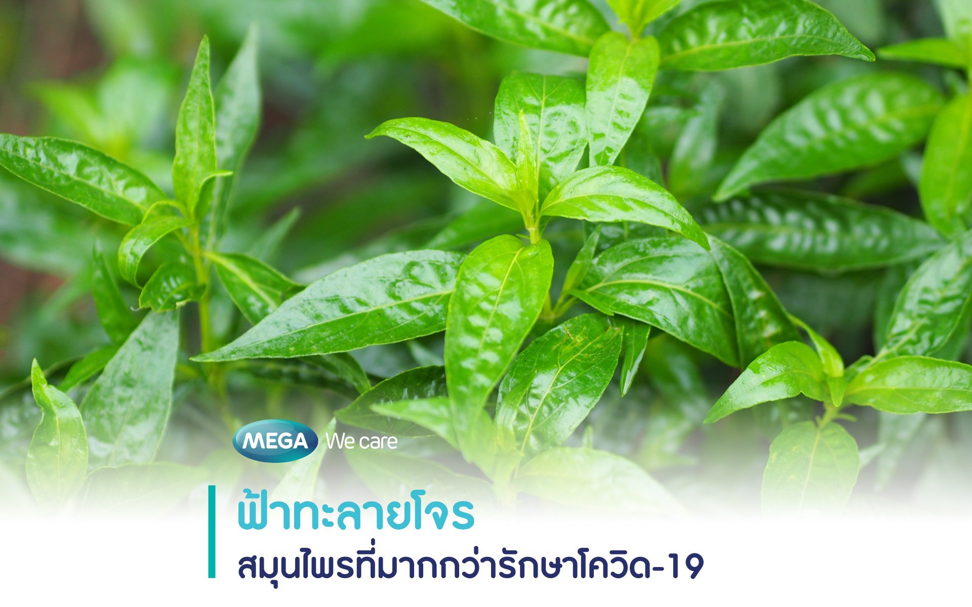 ฟ้าทะลายโจร (แอนโดรกราโฟไลด์ 60 มก.) สมุนไพรที่มากกว่ารักษาโควิด-19