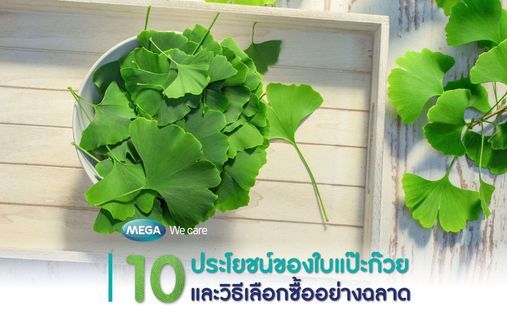 10 ประโยชน์ของใบแปะก๊วย และวิธีเลือกซื้ออย่างฉลาด