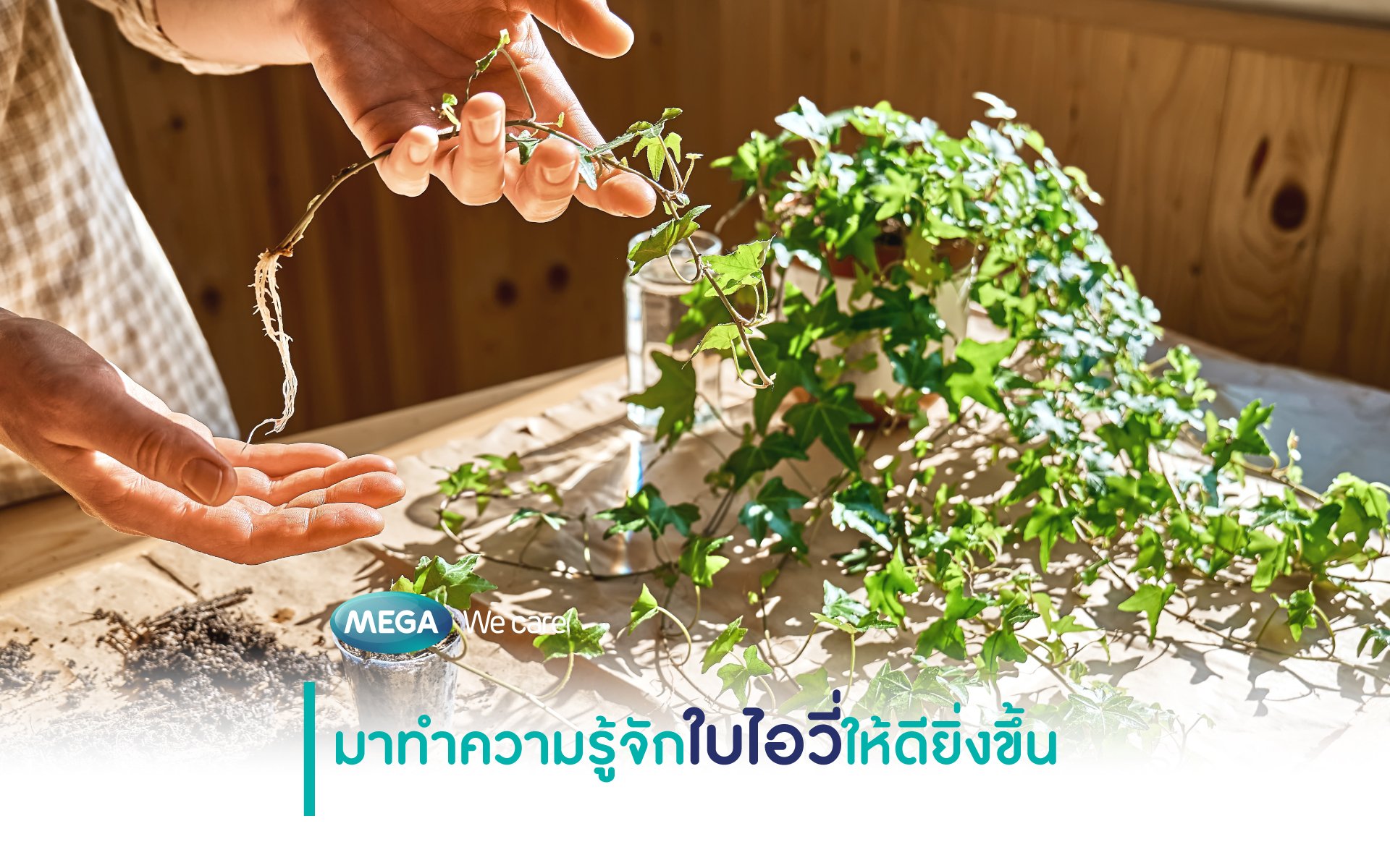 มาทำความรู้จัก “ใบไอวี่” ให้ดียิ่งขึ้น