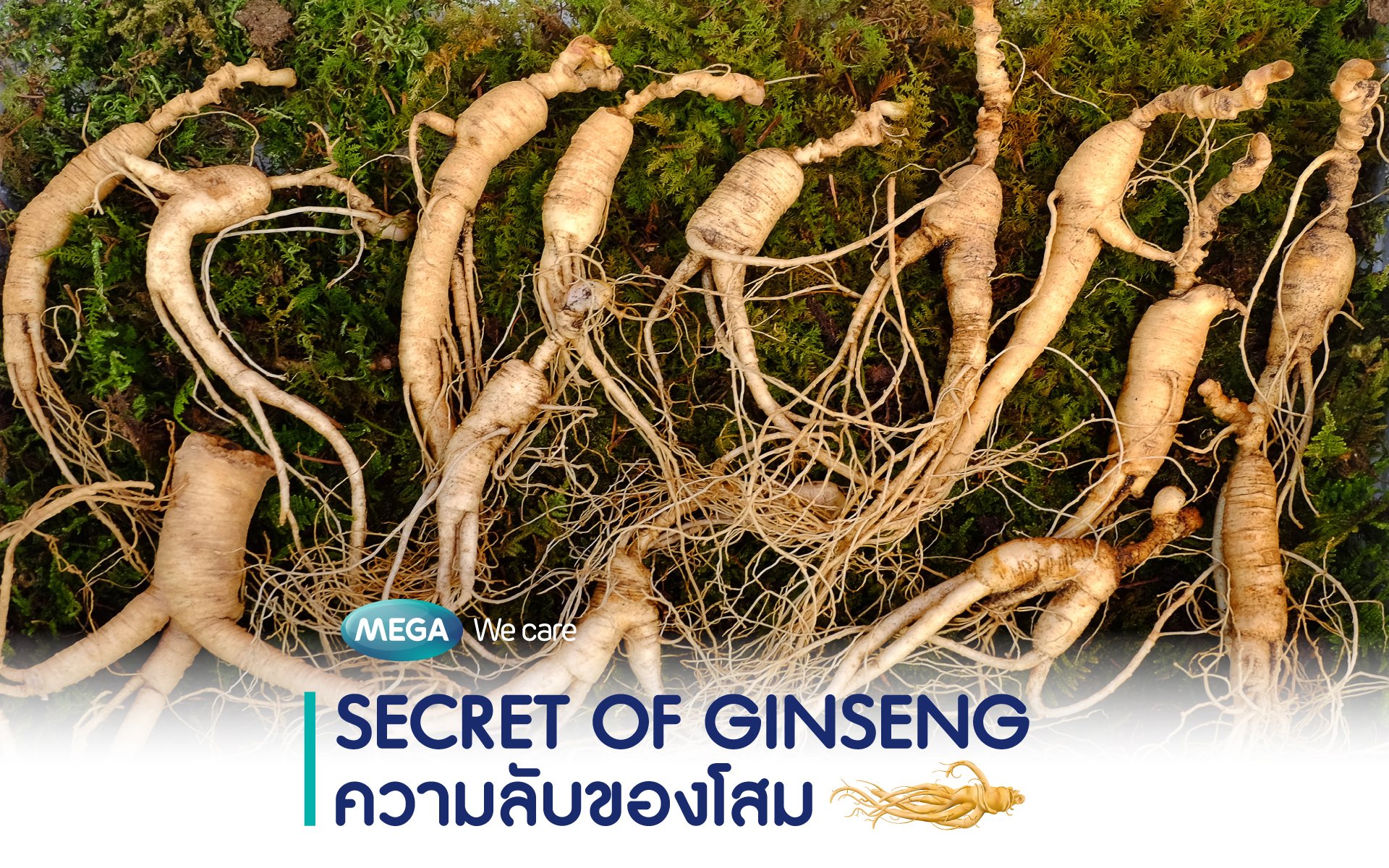 Ginseng Secrets You Need to Know.