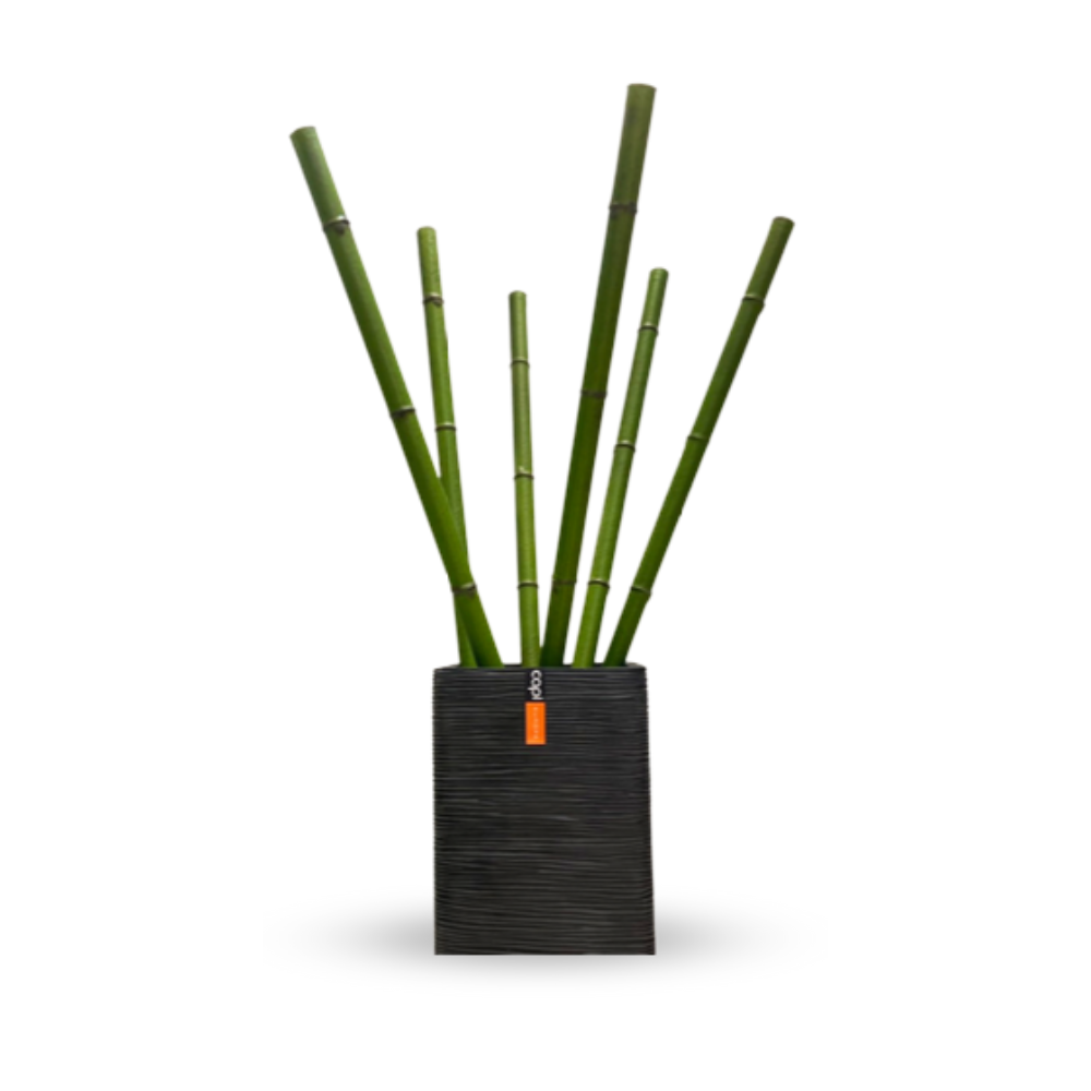 Bamboo sticks Green - H 150 cm.