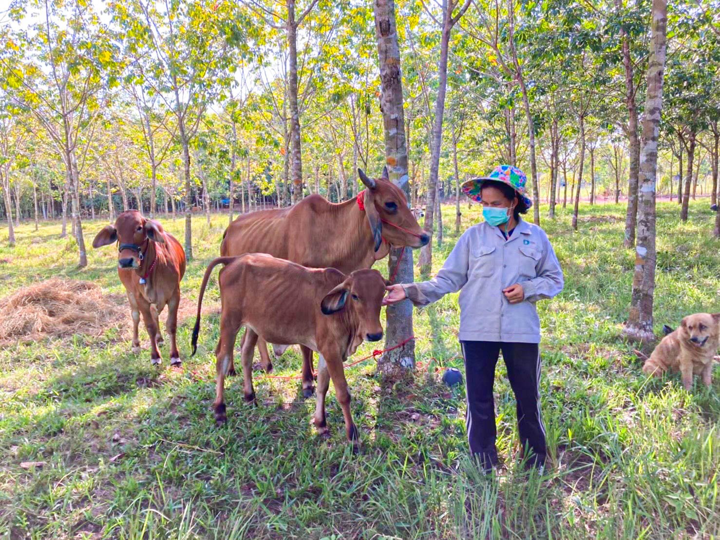 สหกรณ์การเกษตรท่าบ่อ จำกัด ลงพื้นที่ติดตามกำกับดูแลสมาชิกตามโครงการส่งเสริมสมาชิกเลี้ยงวัว/เลี้ยงควาย