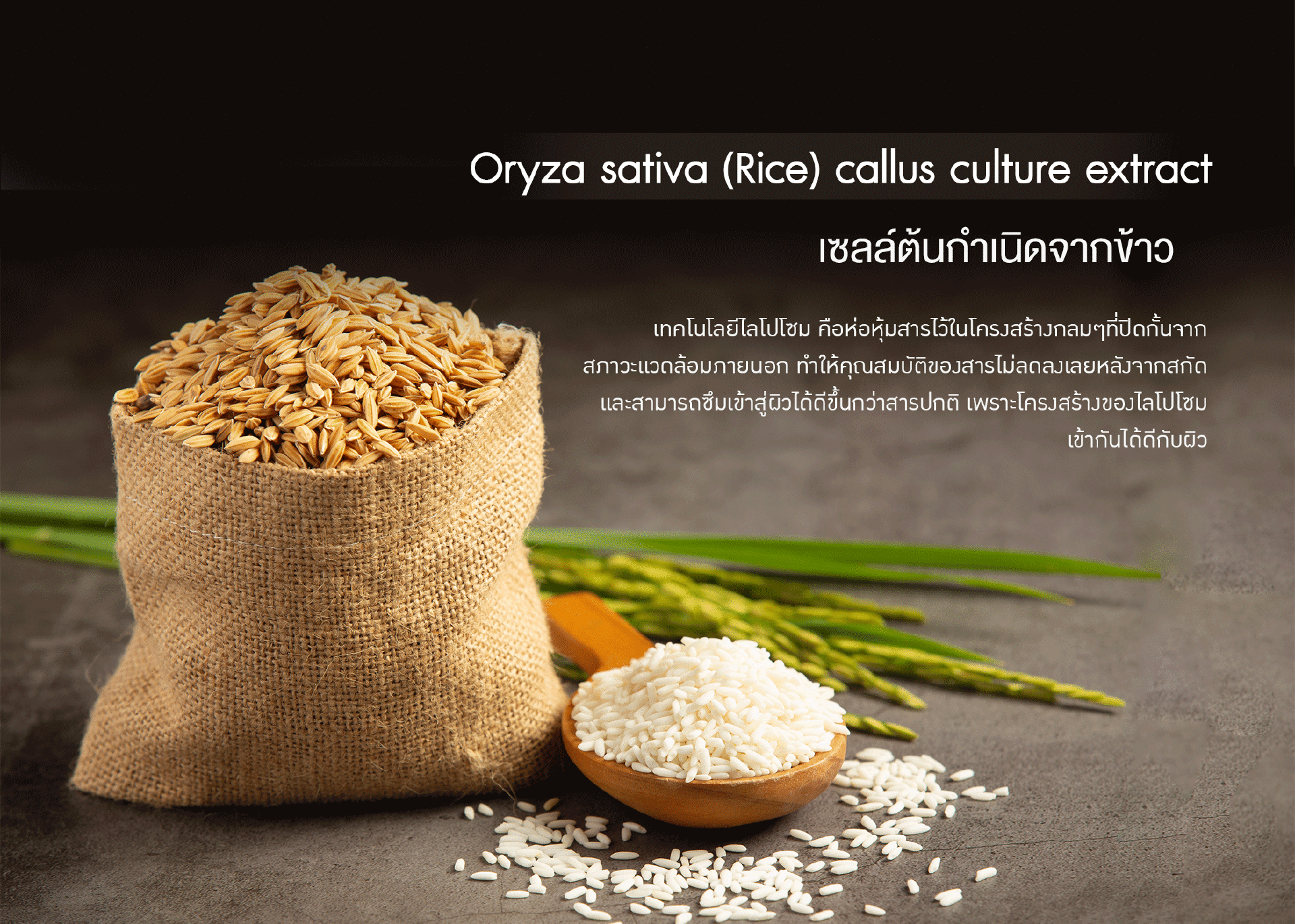 Oryza sativa (Rice) callus culture 