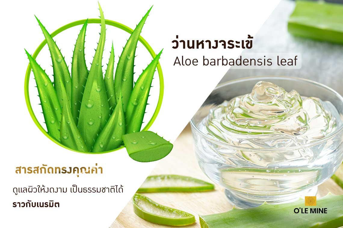 Aloe barbadensis leaf  Aloe barbadensis leaf