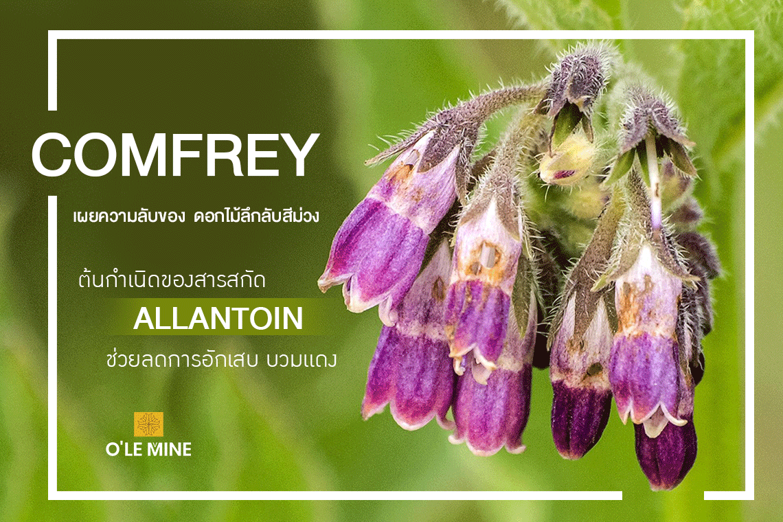 เผยความลับของ Comfrey ดอกไม้ลึกลับสีม่วง