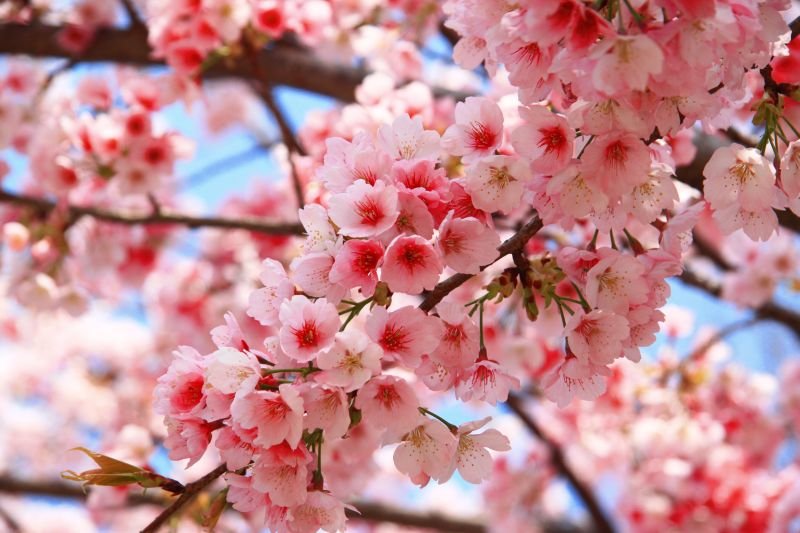 Double-Flowered Cherry Blossoms and Sake Lees Fermented with Double-Flowered Cherry Yeast