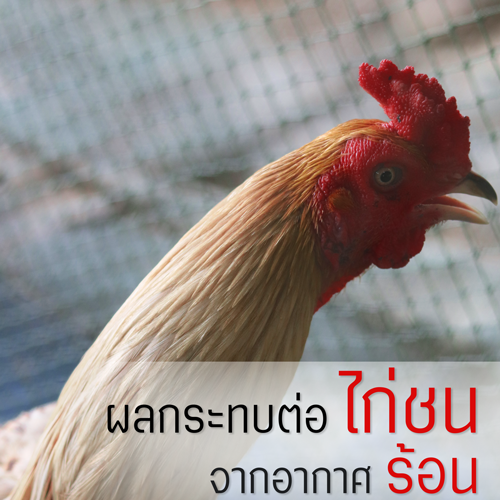 รายการ 103+ ภาพพื้นหลัง ไก่มีผม อัปเดต รายการ 103+ ภาพพื้นหลัง ไก่มีผม อัปเดต