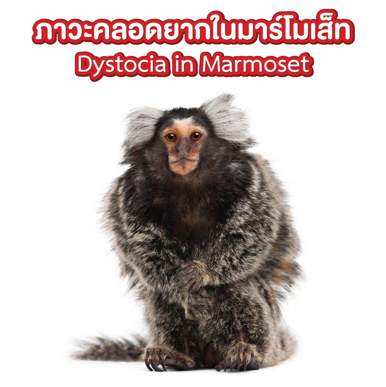 ภาวะคลอดยากในมาร์โมเส็ท Dystocia in Marmoset