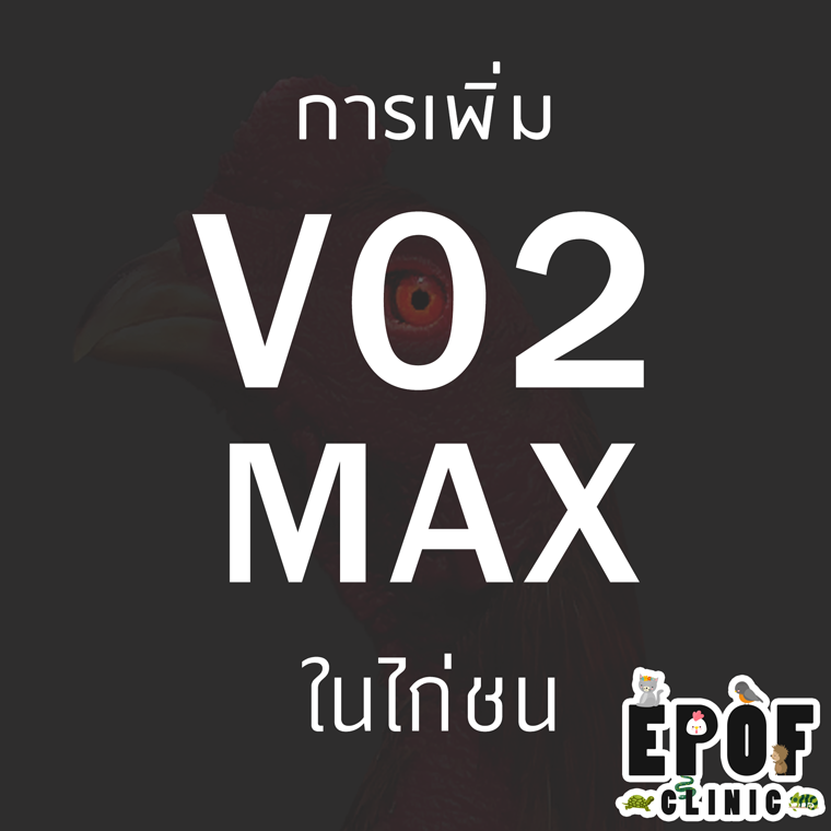 การเพิ่ม VO2 Max ในไก่ชน (ep.3)