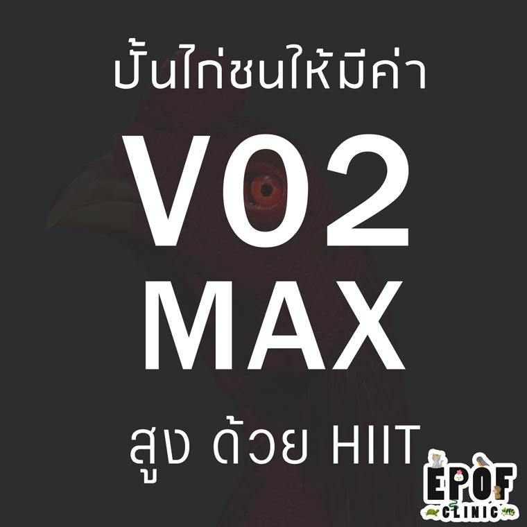 ปั้นไก่ชนให้มีค่า VO2 Max สูง ด้วย HIIT (ep.2)