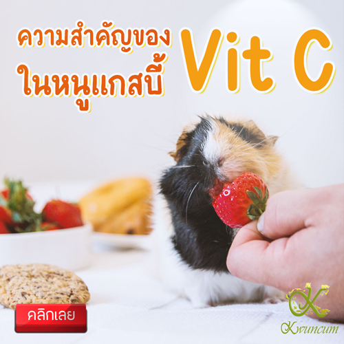 ความสำคัญของวิตามินซีในหนูแกสบี้ Importance of Vitamin C in guinea pig