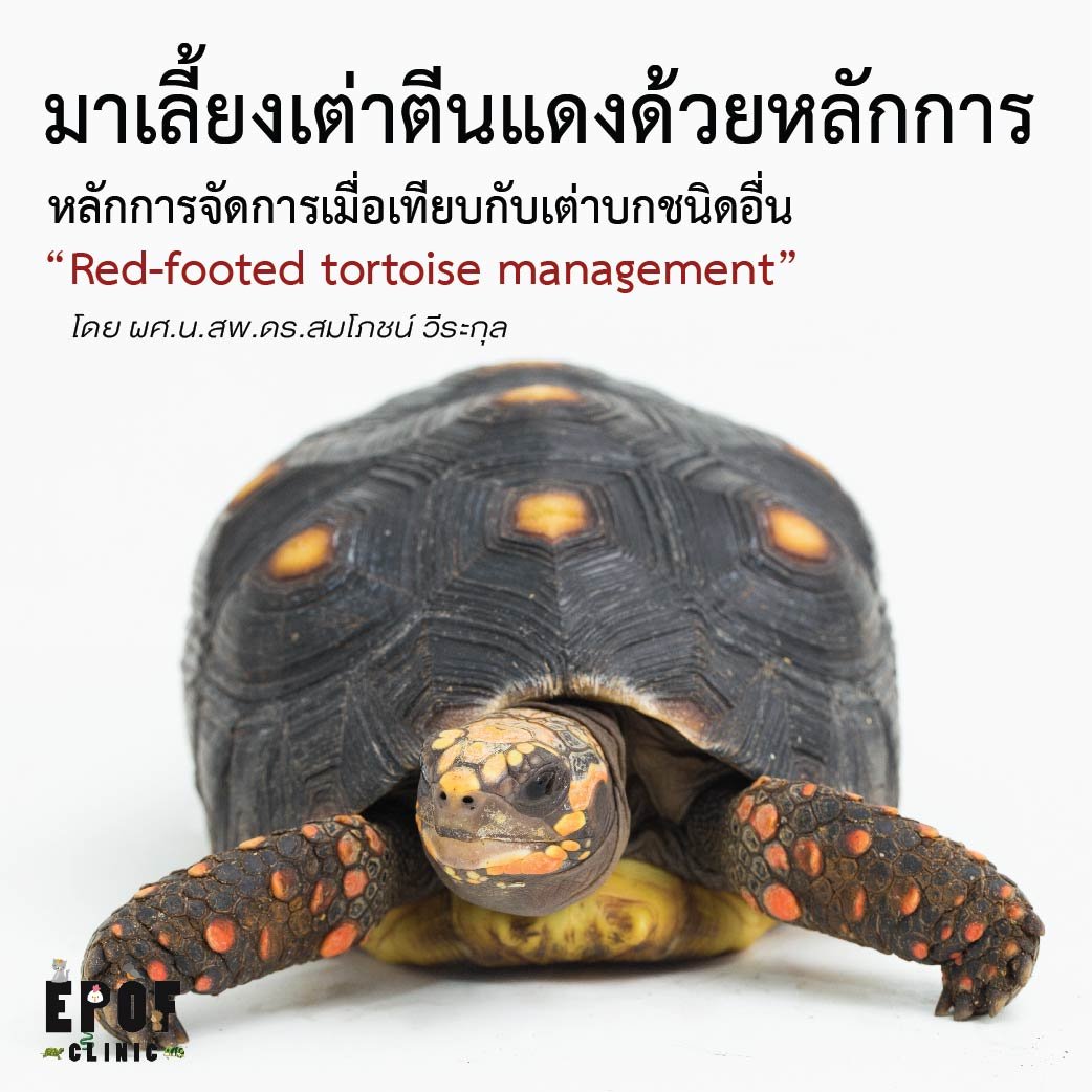 มาเลี้ยงเต่าตีนแดงด้วยหลักการ”  หลักการจัดการเมื่อเทียบกับเต่าบกชนิดอื่น “Red-footed tortoise management”