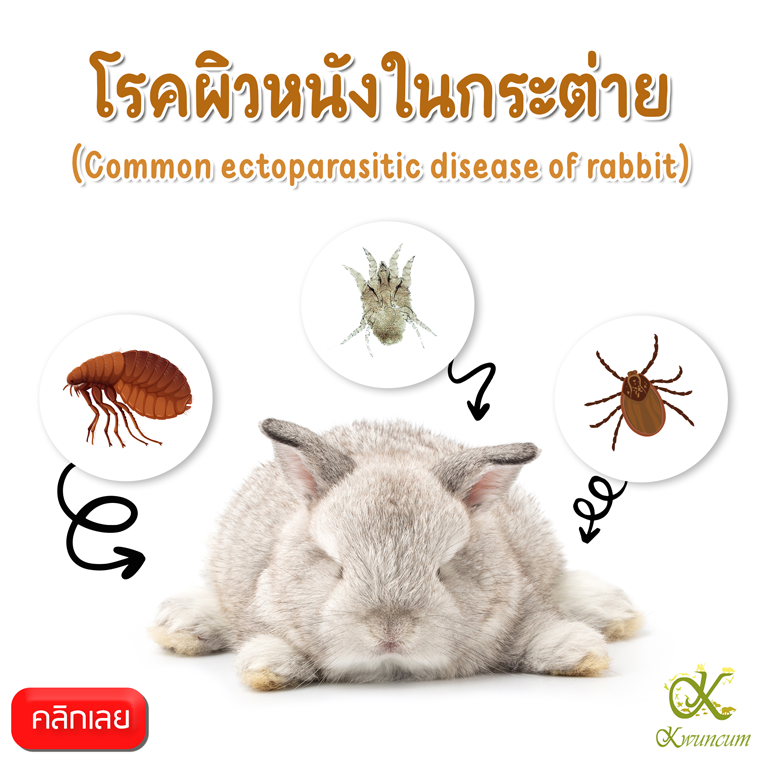 โรคผิวหนังในกระต่าย  (Common ectoparasitic disease of rabbit)