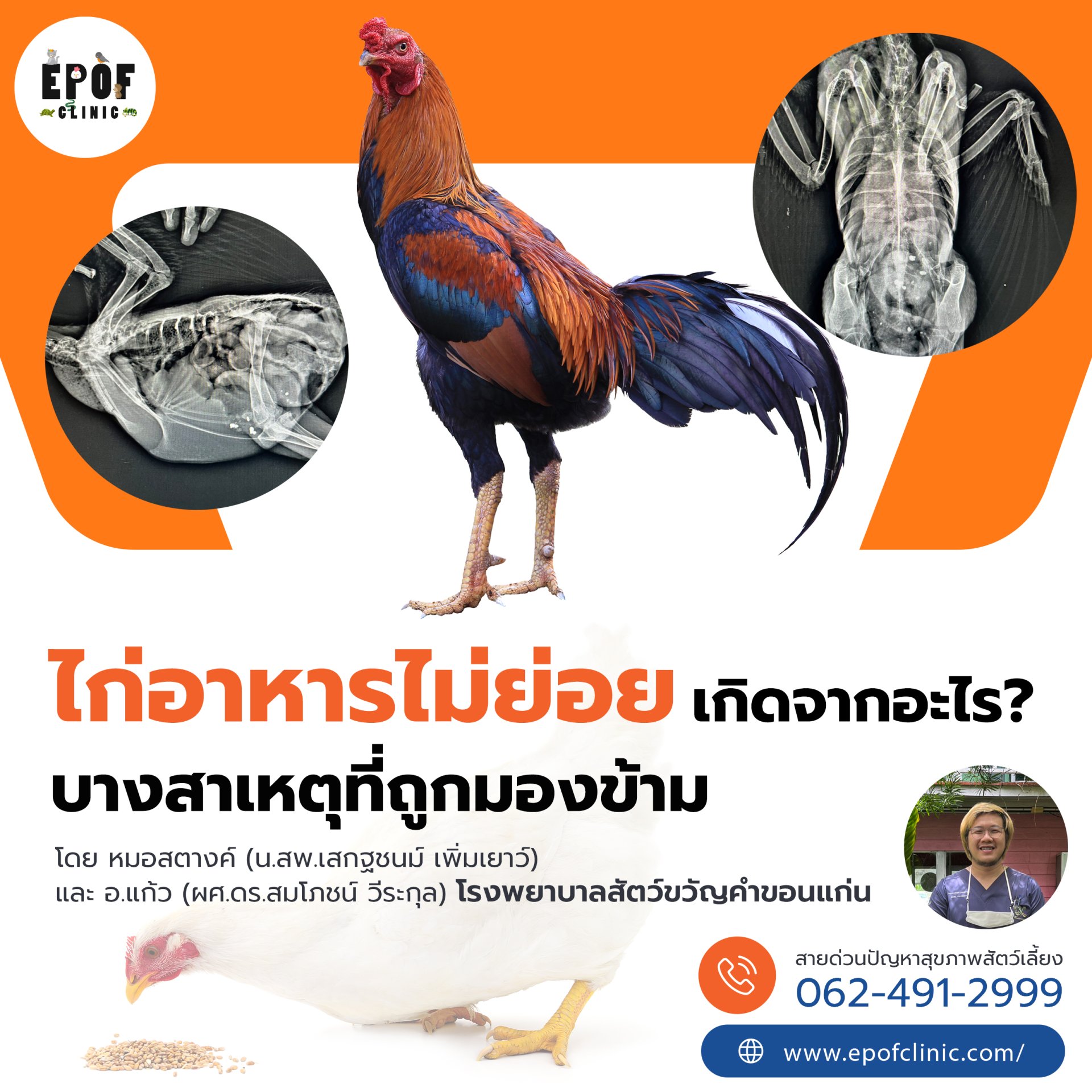ไก่อาหารไม่ย่อย เกิดจากอะไร? บางสาเหตุที่ถูกมองข้าม!
