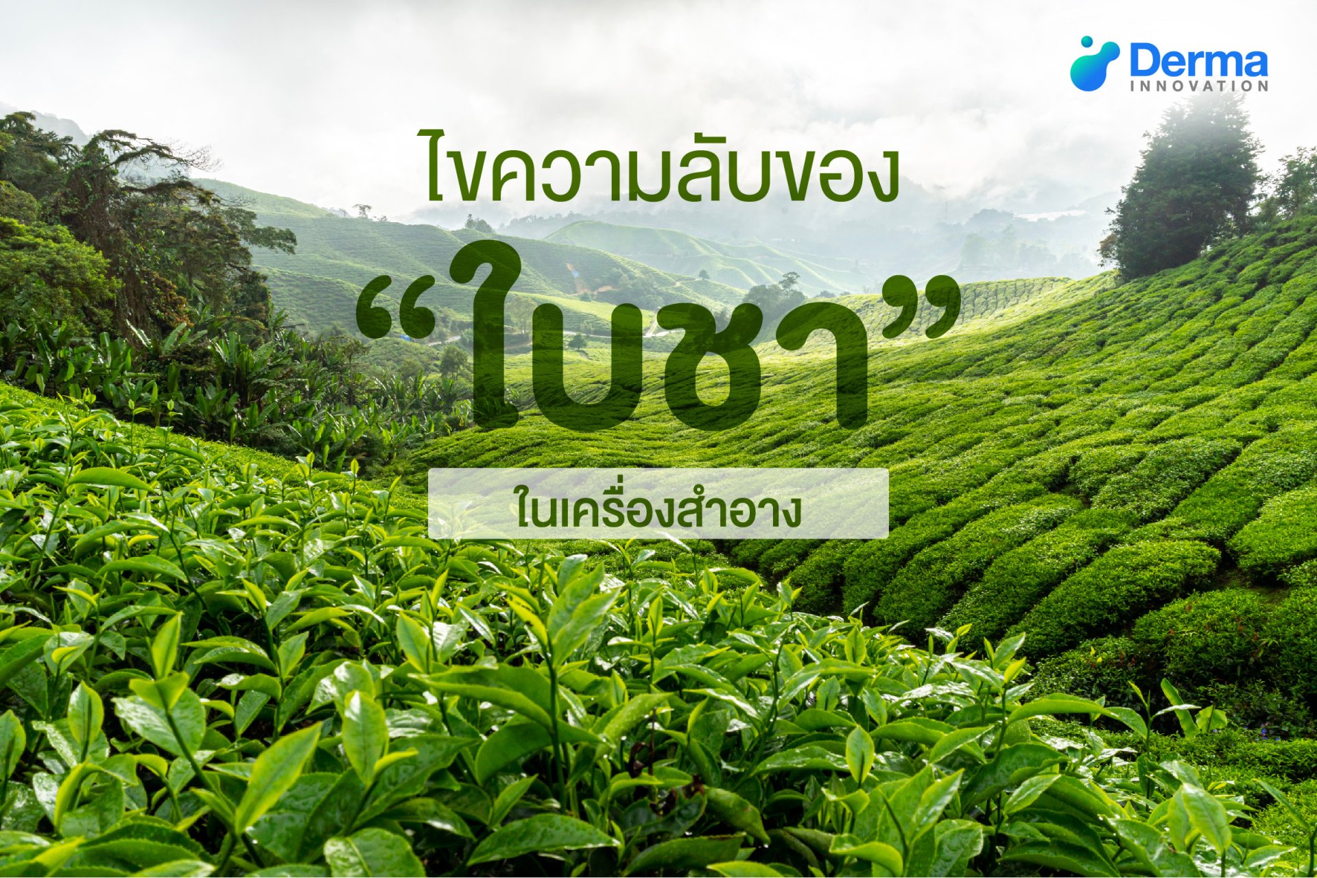 ไขความลับของ “ใบชา” ในเครื่องสำอาง