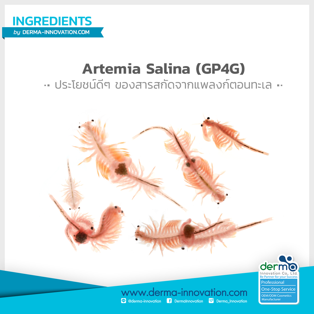 Artemia Salina (GP4G)