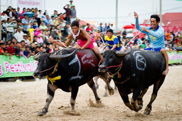 Baffalo races