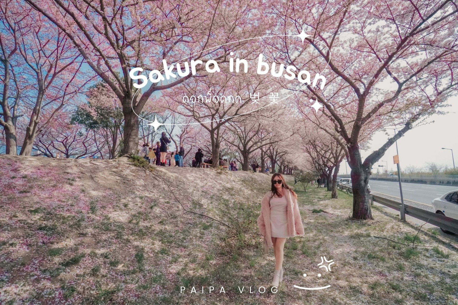 แนะนำสถานที่ชมอุโมงค์ซากูระ เมืองปูซาน เกาหลีใต้