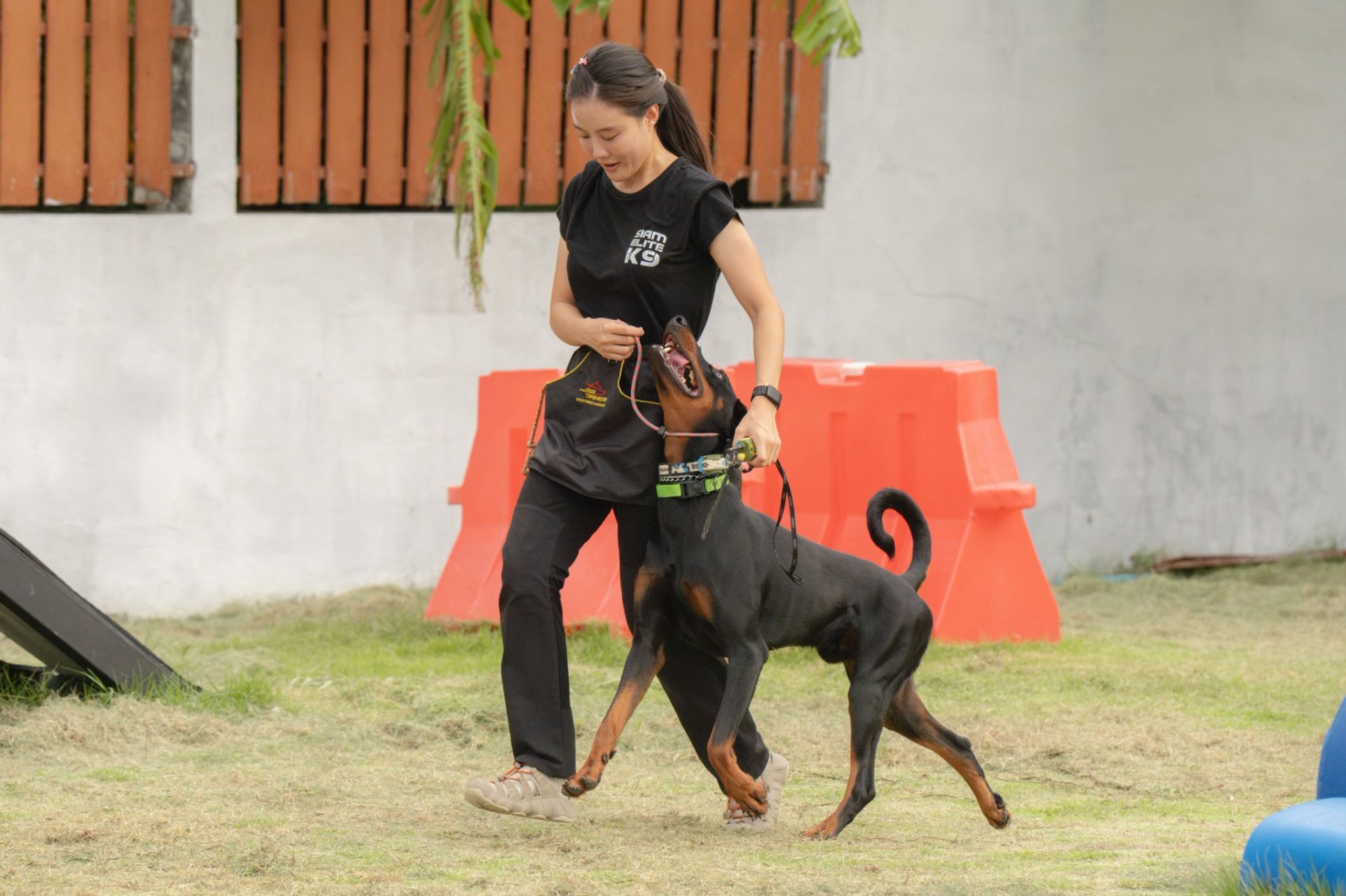 ฝึกสุนัขร่วมกับผู้ฝึกในสนาม Siam Elite K9