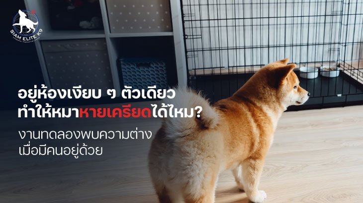 Dog boarding preparation: can a quiet room help a stressed dog?