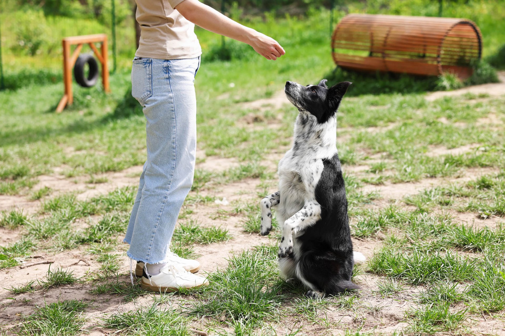 Dog training: a dog focuses on a person during an outdoor exercise