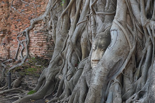 Damnoen Saduak floating market & Ayutthaya