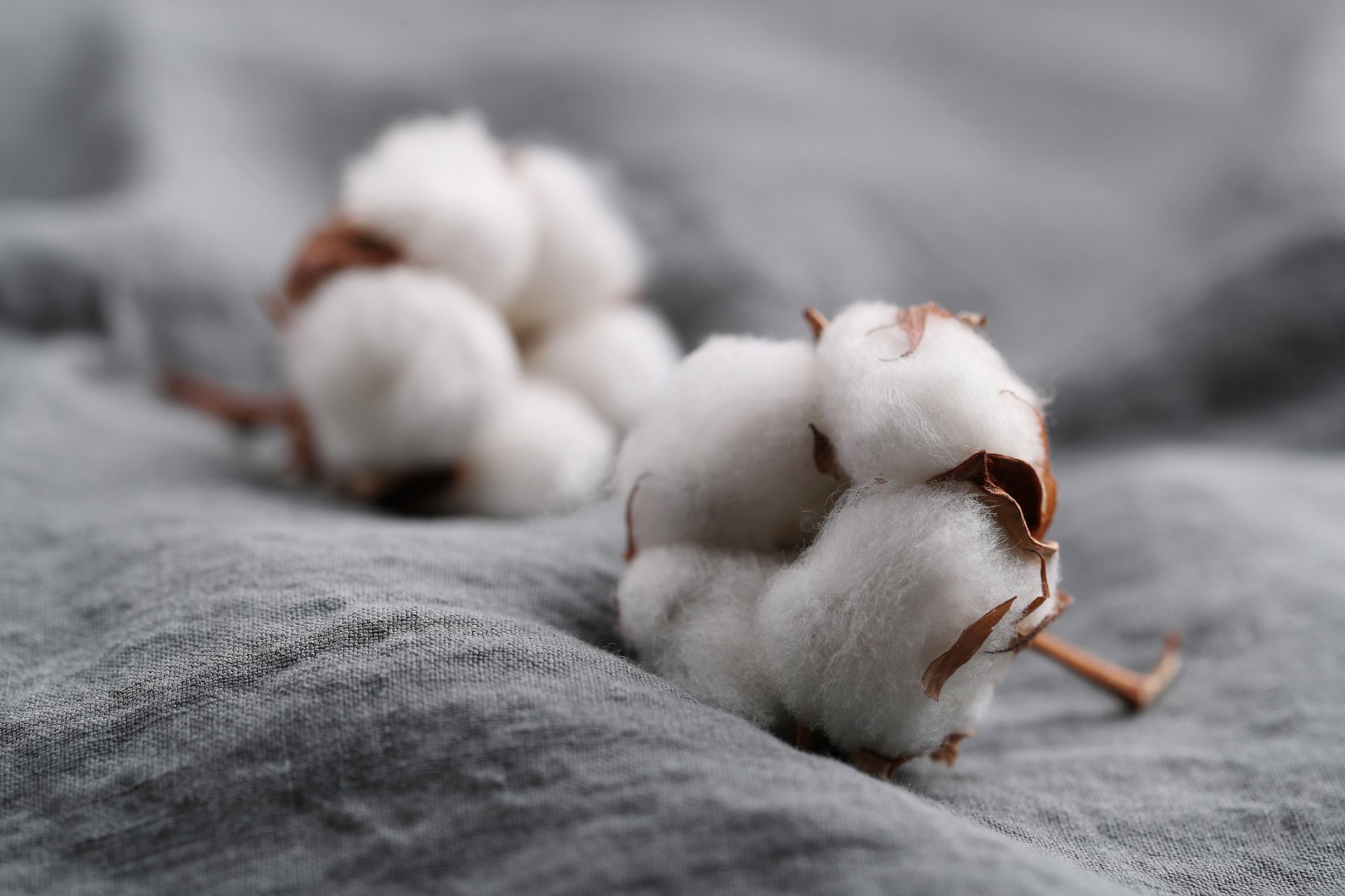 ผ้าฝ้าย (Cotton) คืออะไร