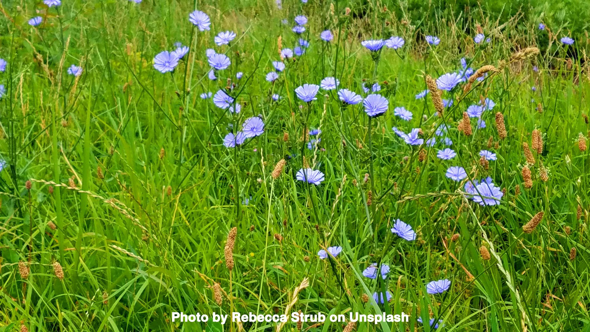 ผ้าลินิน (linen) ผ้าลินิน (linen)