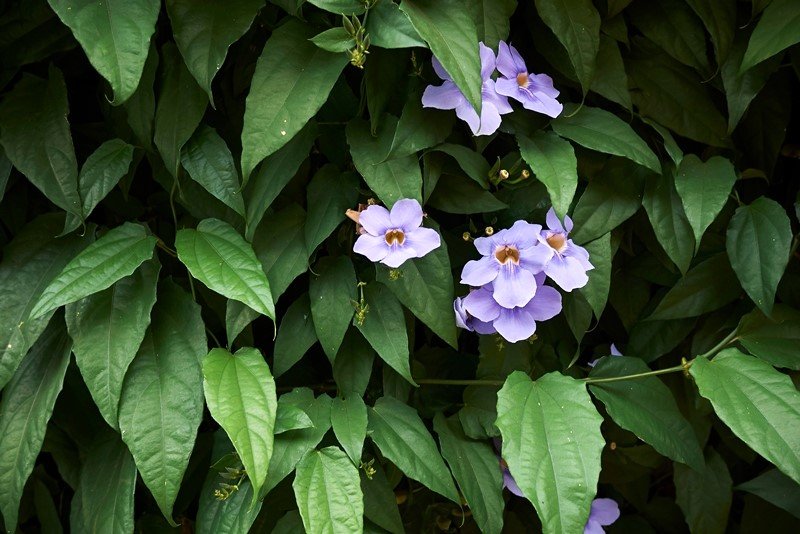 สมุนไพร รางจืด ล้างพิษยาฆ่าแมลง ช่วยเลิกเหล้าเลิกยาเสพติด!! สมุนไพร รางจืด ล้างพิษยาฆ่าแมลง ช่วยเลิกเหล้าเลิกยาเสพติด!!