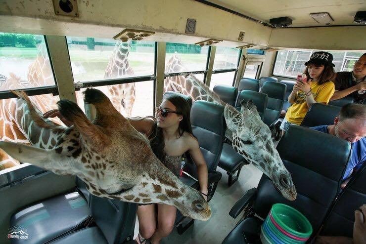 Kanchanaburi Day Tour with Giraffe 