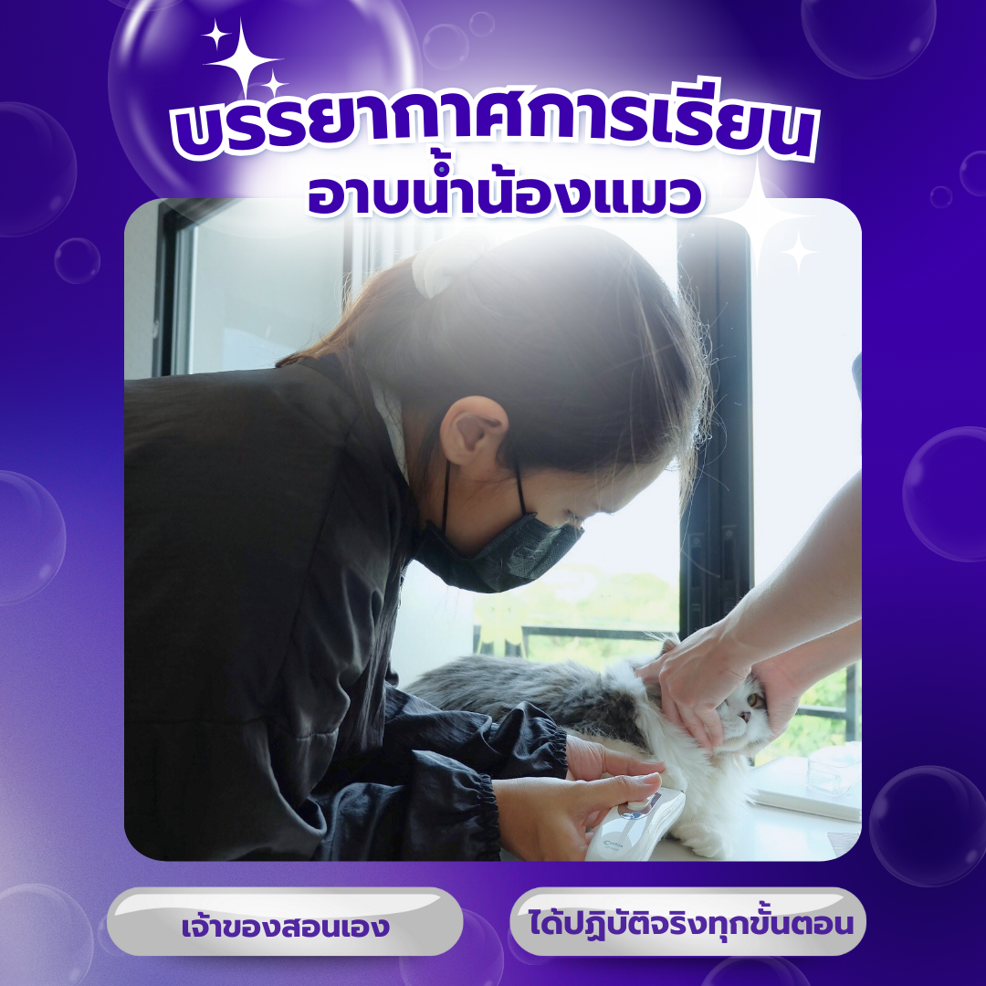 รีวิวเรียนอาบน้ำแมว Maru Cat Academy