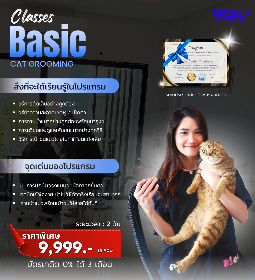 เรียนอาบน้ำแมว