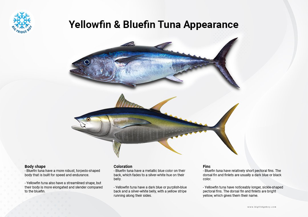 What is Yellowfin Tuna Ahi tuna ? - bigfridgeboy