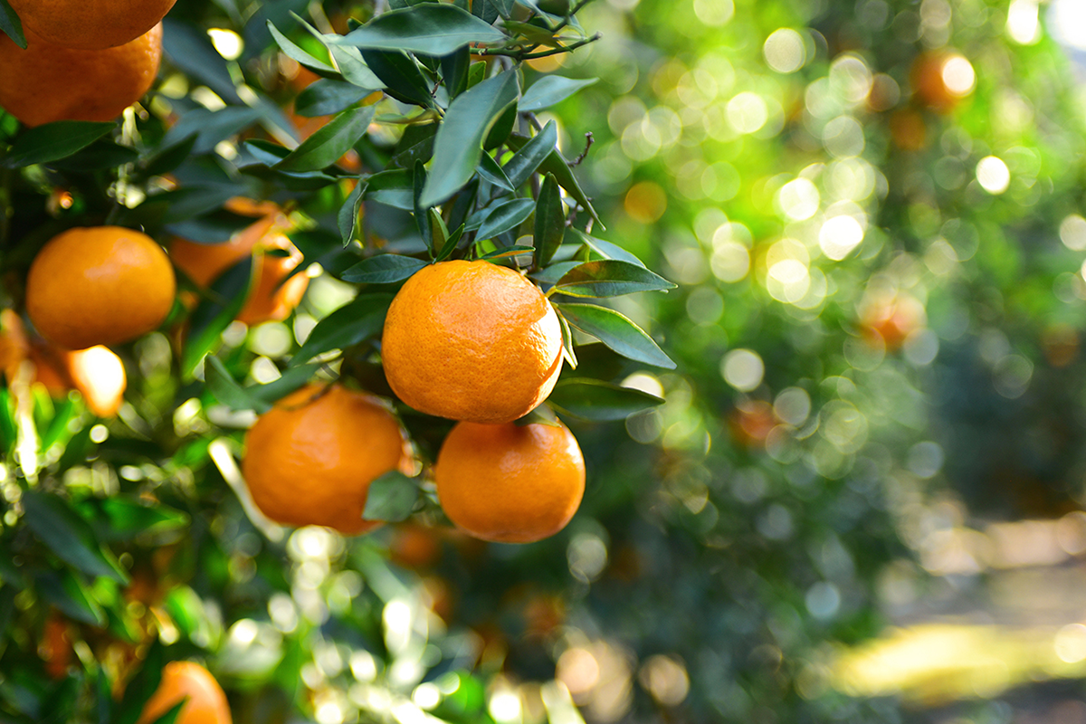 A Traditional Orange orchard Farm