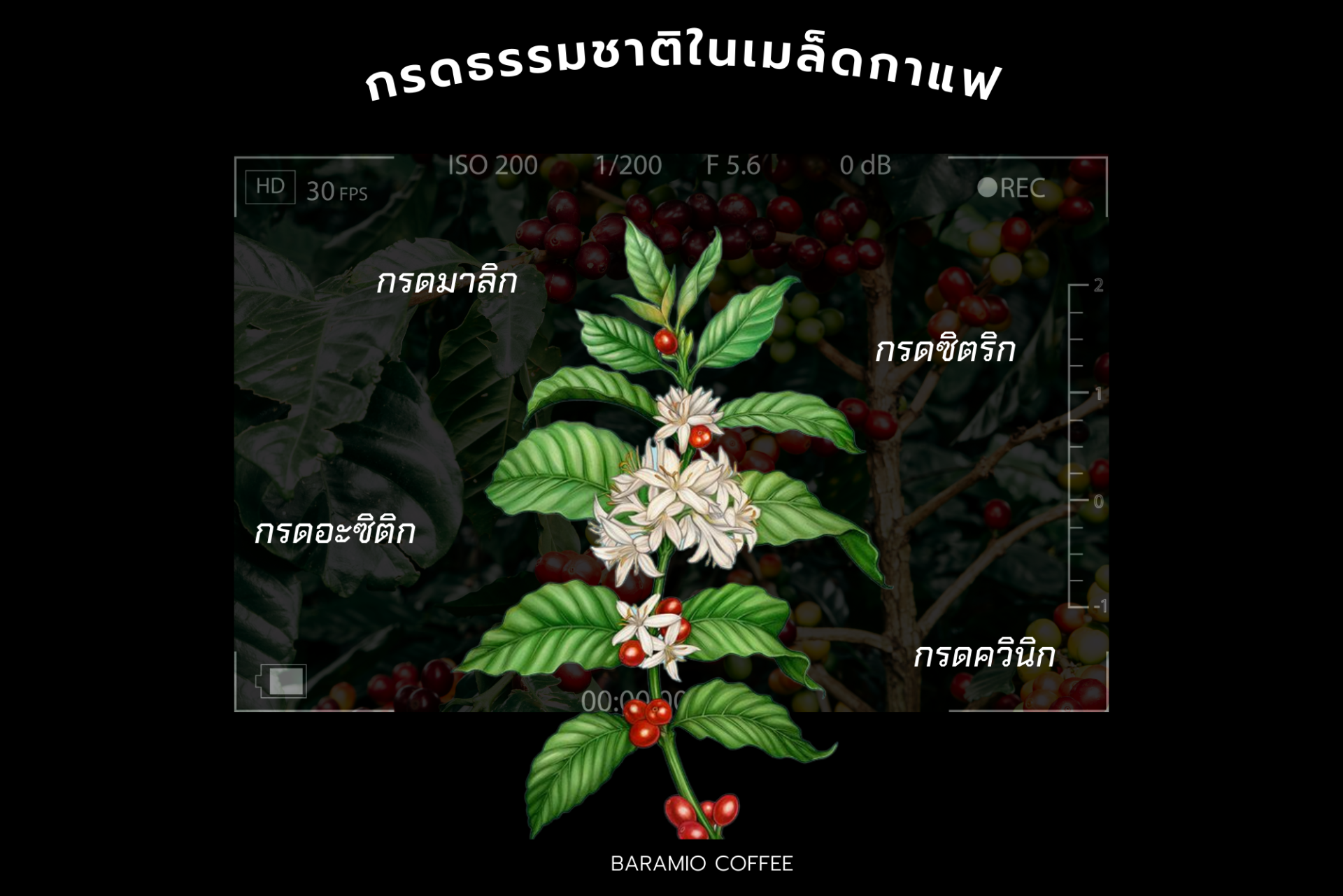 Acidity ความเปรี้ยวในเมล็ดกาแฟ