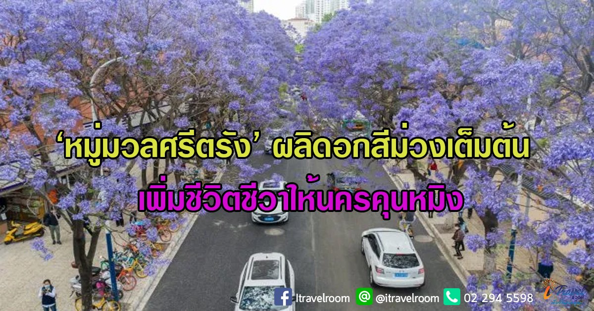 ‘หมู่มวลศรีตรัง’ ผลิดอกสีม่วงเต็มต้น เพิ่มชีวิตชีวาให้นครคุนหมิง