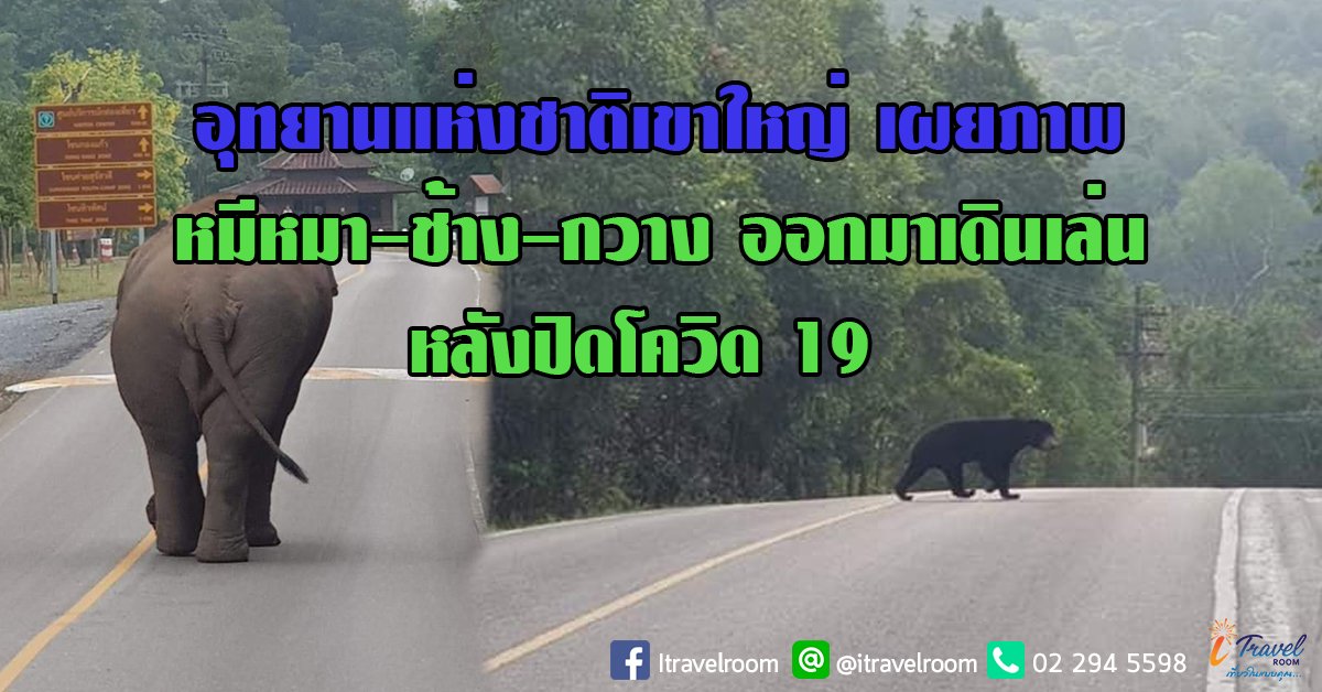 อุทยานแห่งชาติเขาใหญ่ เผยภาพ หมีหมา-ช้าง-กวาง ออกมาเดินเล่น หลังปิดโควิด 19 อุทยานแห่งชาติเขาใหญ่ เผยภาพ หมีหมา-ช้าง-กวาง ออกมาเดินเล่น หลังปิดโควิด 19