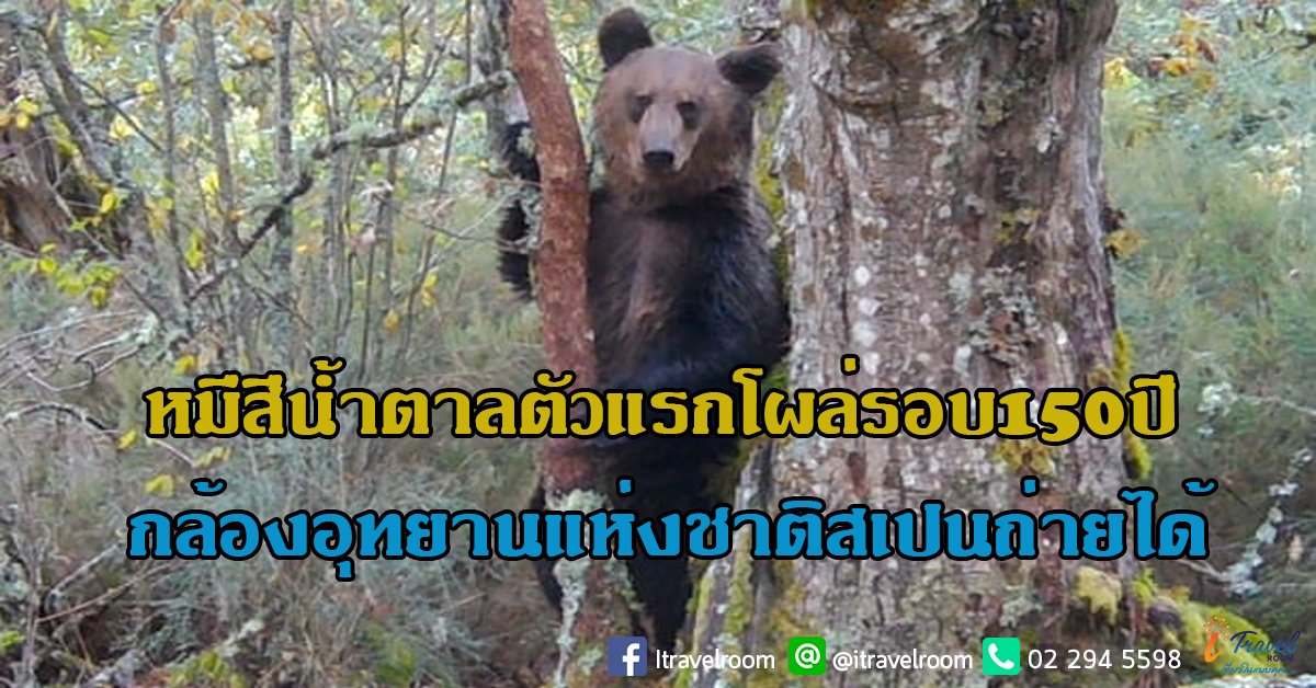 หมีสีน้ำตาลตัวแรกโผล่รอบ 150 ปี กล้องอุทยานแห่งชาติสเปนถ่ายได้ หมีสีน้ำตาลตัวแรกโผล่รอบ 150 ปี กล้องอุทยานแห่งชาติสเปนถ่ายได้
